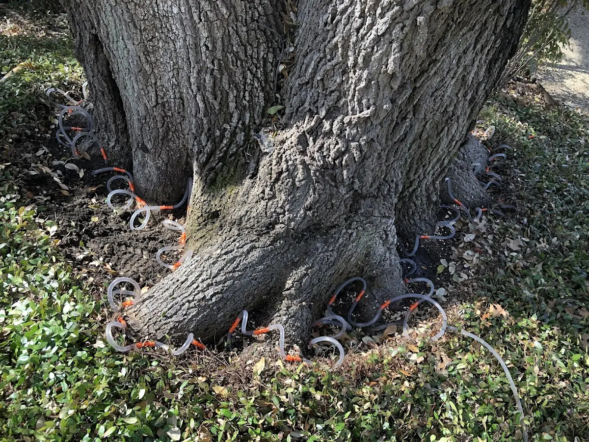 Detailed Tree Cabling and Bracing job site in Kearny