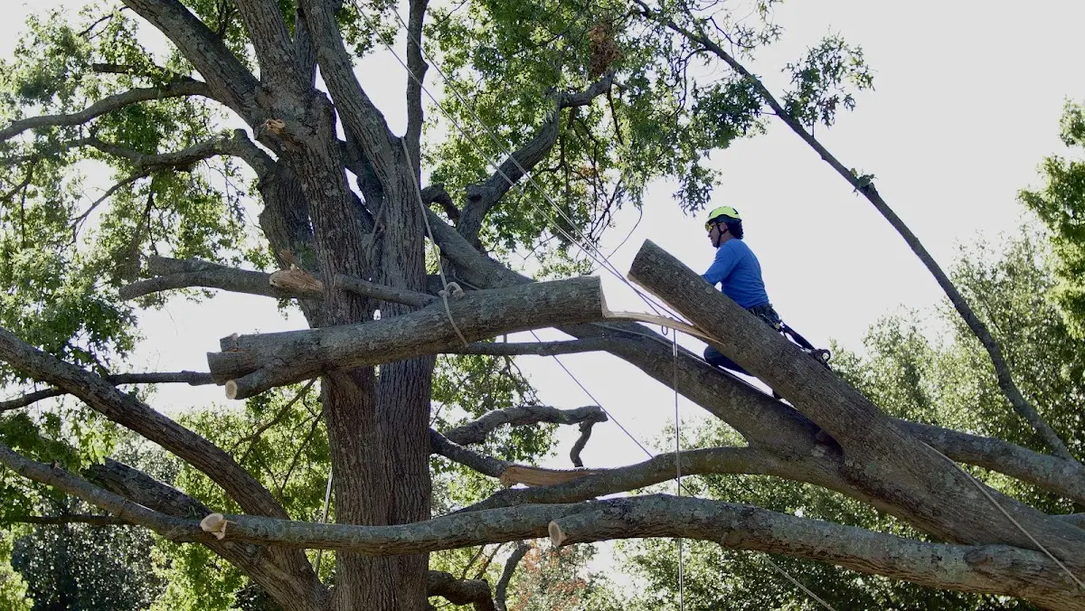 Professional Hazardous Tree Removal performed by certified arborists in Kearny