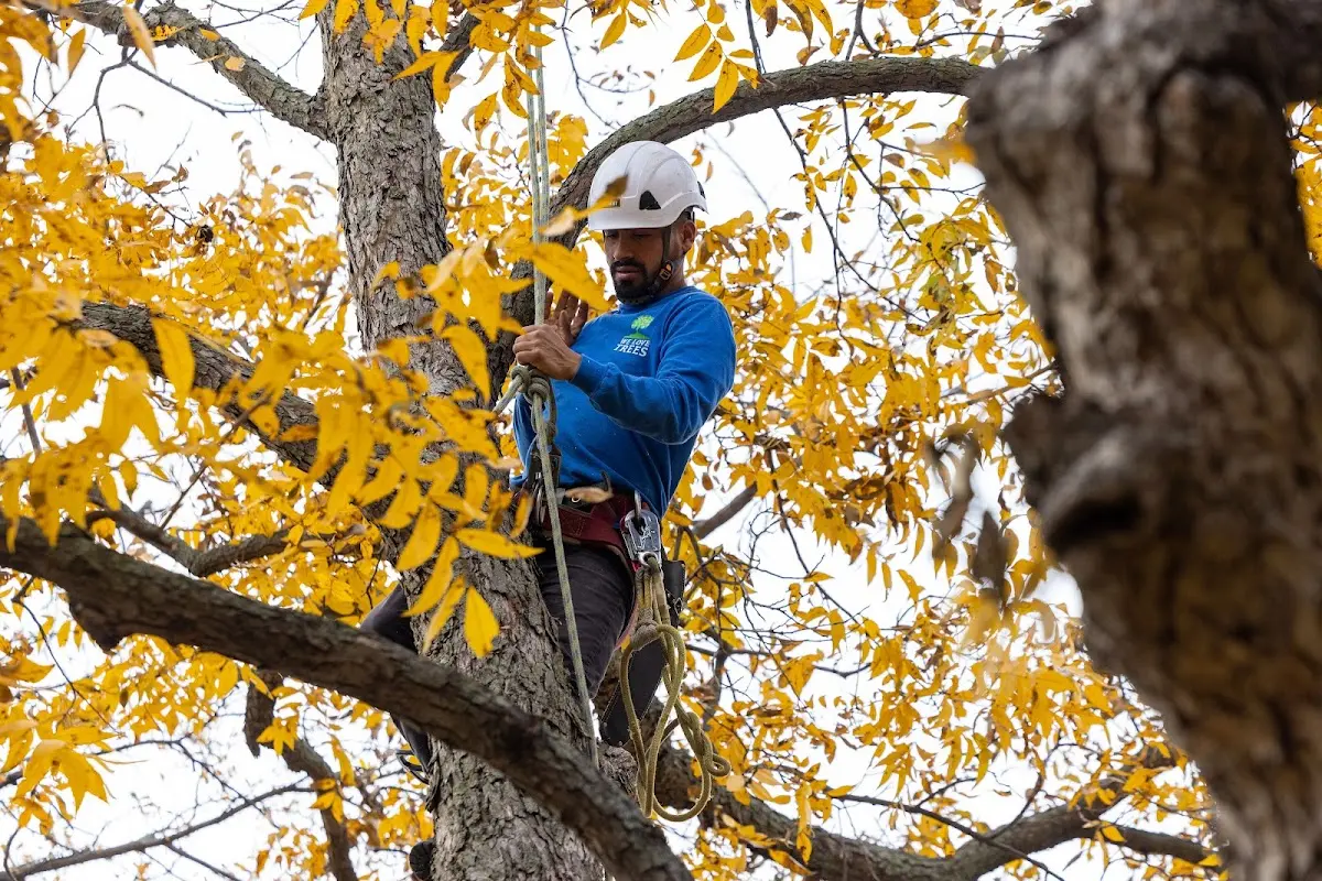 Skilled Storm Damage Cleanup crew working in Kearny